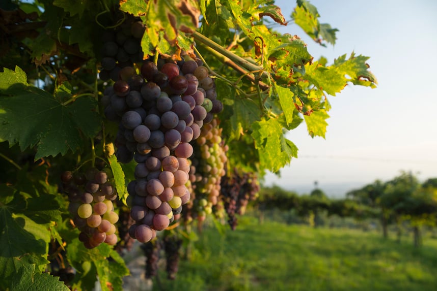 Quali sono i vini veneti più importanti? Quali sono i vini veneti più importanti?